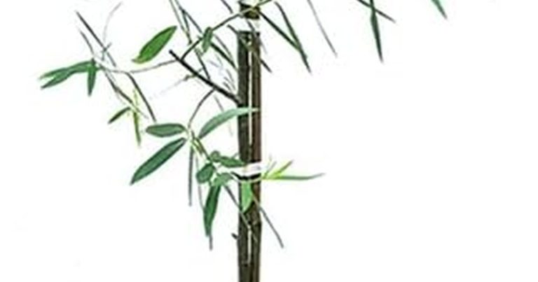 Best Pink Weeping Willow Tree: Your Dream Garden Awaits