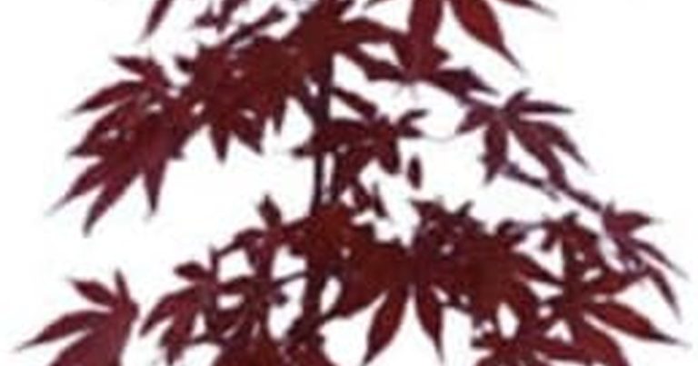 Best Dwarf Ornamental Trees Zone 6: Small Yards, Big Impact