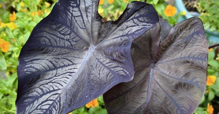 Best Colocasia Elephant Ear Plant: Lush Tropical Leaves