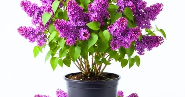 Best Bush With Purple Flowers: Backyard Showstoppers