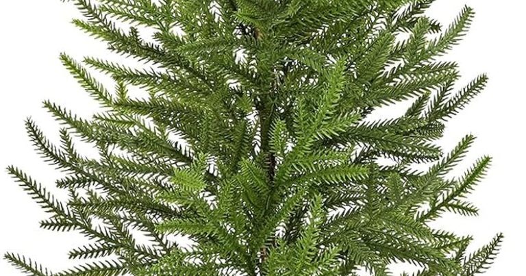Best Dwarf White Pine Tree: 5 Compact Evergreens That Stay Small