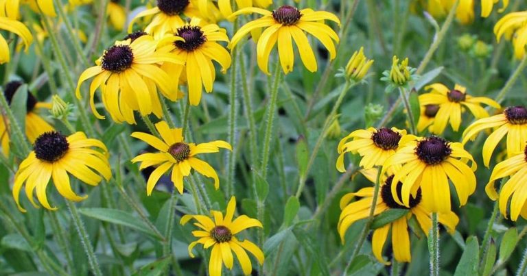 Best Rudbeckia Fulgida Var Deamii: Reliable Late-Summer Bloomer