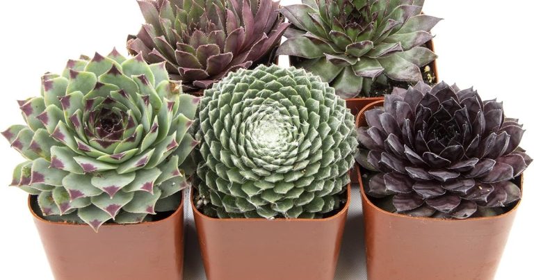 Best Hens Chicks Plants: Tired Soil Survivors
