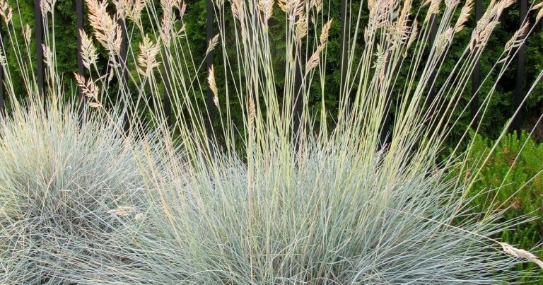 Best Festuca Glauca Elijah Blue: Tried & True Picks